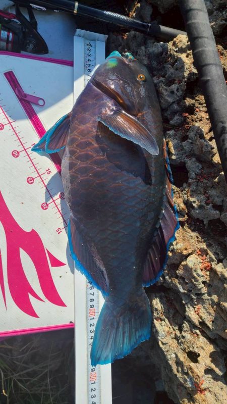 DAIWAグレマスターズ和歌山予選